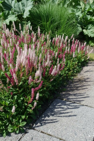 Bistorte affine Persicaria affinis 'Superba' 5-10 Pot 9x9 cm (P9) Persicaria affinis 'Superba'
