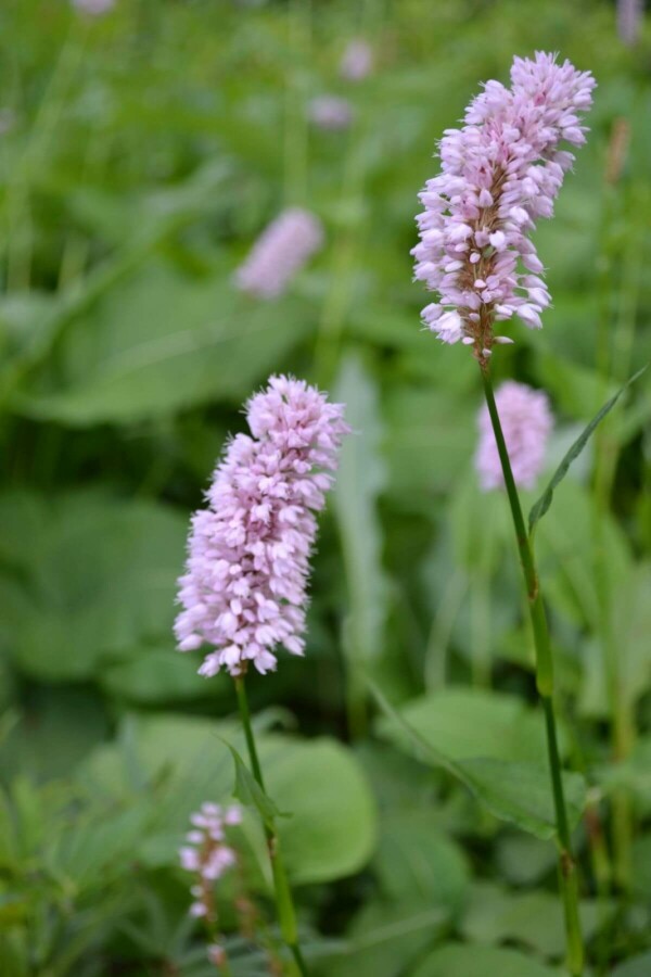 Bistorte Persicaria bistorta 'Superba' 5-10 Pot 9x9 cm (P9) Persicaria bistorta 'Superba'