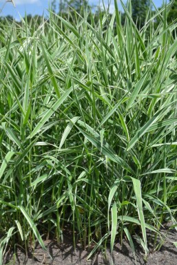Alpiste roseau Phalaris arundinacea 'Picta' 5-10 Pot 9x9 cm (P9) Phalaris arundinacea 'Picta'