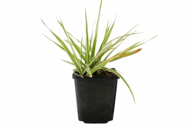 Alpiste roseau Phalaris arundinacea 'Picta' 5-10 Pot 9x9 cm (P9)