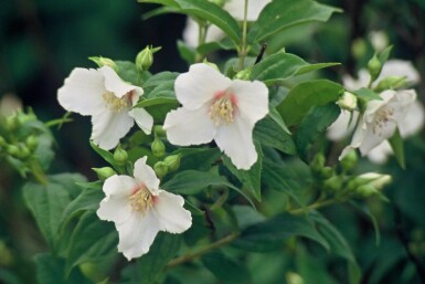 Seringat Philadelphus 'Belle Etoile' Arbuste 15-20 Pot 2 l (C2)