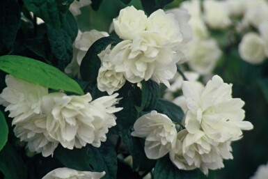 Seringat Philadelphus 'Virginal' Arbuste 30-40 Pot 3 l (C3)