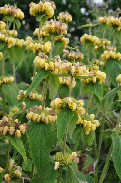 Phlomide de Russel Phlomis russeliana 10-15 Pot 2 l (C2) Phlomis russeliana