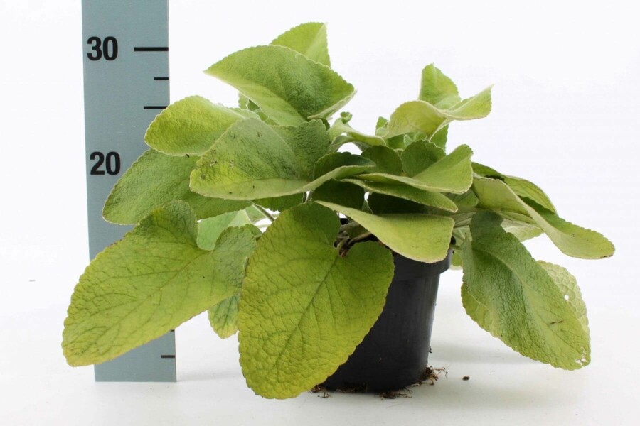 Phlomide de Russel Phlomis russeliana 10-15 Pot 2 l (C2) Phlomis russeliana