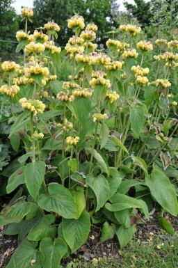 Phlomide de Russel Phlomis russeliana 10-15 Pot 2 l (C2) Phlomis russeliana