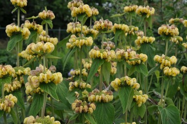 Phlomide de Russel Phlomis russeliana 5-10 Pot 9x9 cm (P9) Phlomis russeliana