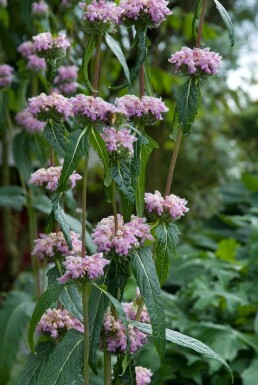 Sauge de jérusalem Phlomis tuberosa 5-10 Pot 9x9 cm (P9) Phlomis tuberosa