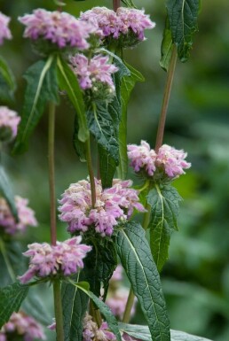 Sauge de jérusalem Phlomis tuberosa 5-10 Pot 9x9 cm (P9) Phlomis tuberosa