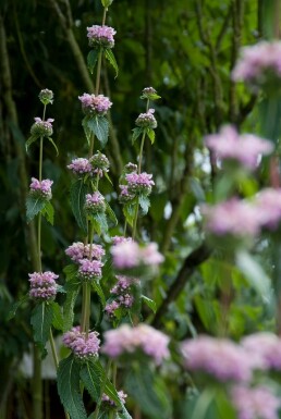 Sauge de jérusalem Phlomis tuberosa 5-10 Pot 9x9 cm (P9)