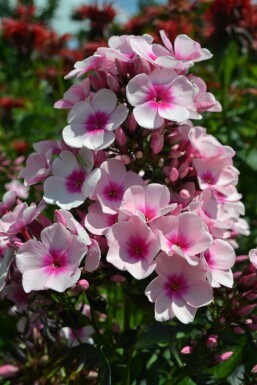 Phlox paniculata 'Bright Eyes'