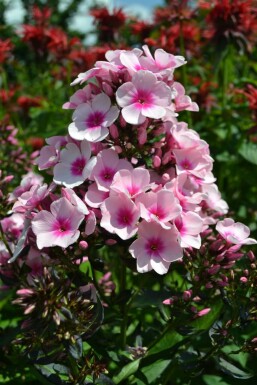 Phlox paniculé Phlox paniculata 'Bright Eyes' 5-10 Pot 9x9 cm (P9) Phlox paniculata 'Bright Eyes'