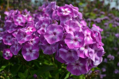 Phlox paniculé Phlox paniculata 'Laura' 5-10 Pot 9x9 cm (P9)