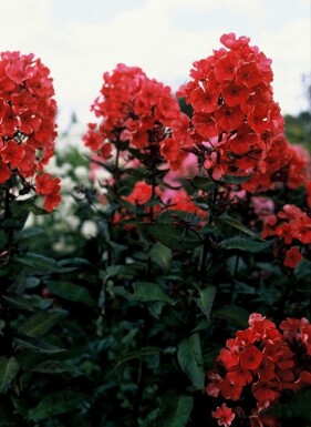 Phlox paniculé Phlox paniculata 'Starfire' 5-10 Pot 9x9 cm (P9)