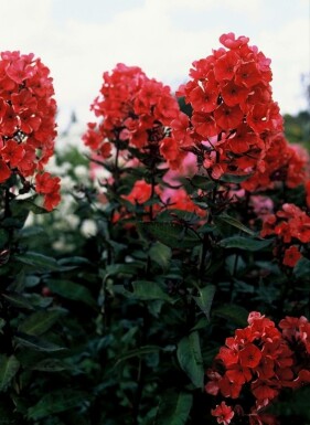 Phlox paniculé Phlox paniculata 'Starfire' 5-10 Pot 9x9 cm (P9) Phlox paniculata 'Starfire'