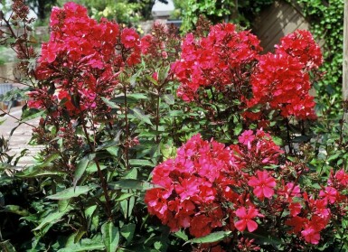 Phlox paniculé Phlox paniculata 'Starfire' 5-10 Pot 9x9 cm (P9) Phlox paniculata 'Starfire'