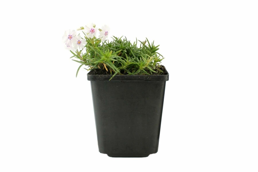 Phlox subulé Phlox subulata 'Amazing Grace' 5-10 Pot 9x9 cm (P9) Phlox subulata 'Amazing Grace'