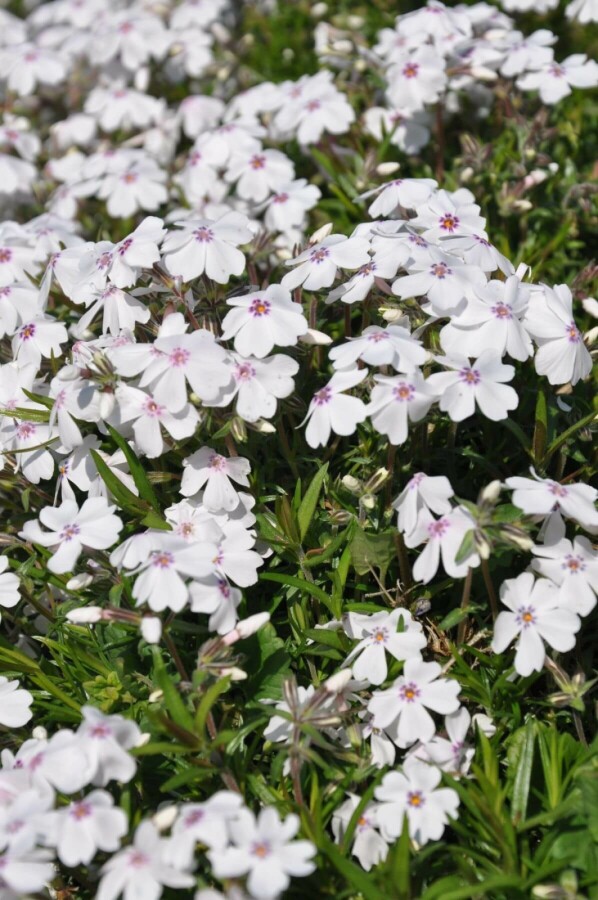 Phlox subulé Phlox subulata 'Amazing Grace' 5-10 Pot 9x9 cm (P9) Phlox subulata 'Amazing Grace'