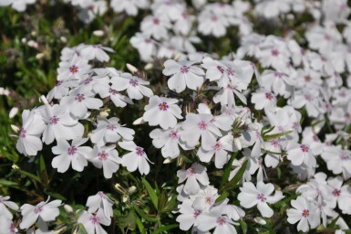 Phlox subulé Phlox subulata 'Amazing Grace' 5-10 Pot 9x9 cm (P9) Phlox subulata 'Amazing Grace'