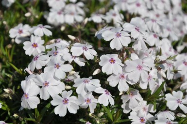 Phlox subulé Phlox subulata 'Amazing Grace' 5-10 Pot 9x9 cm (P9) Phlox subulata 'Amazing Grace'