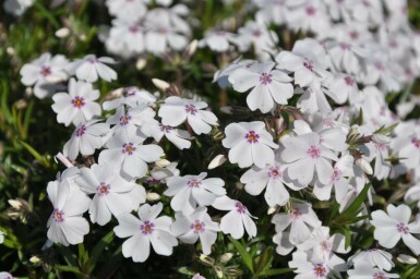 Phlox subulé Phlox subulata 'Amazing Grace' 5-10 Pot 9x9 cm (P9)