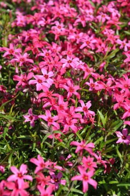Phlox subulé Phlox subulata 'Atropurpurea' 10-15 Pot 2 l (C2) Phlox subulata 'Atropurpurea'