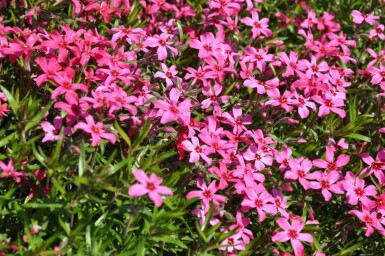 Phlox subulé Phlox subulata 'Atropurpurea' 10-15 Pot 2 l (C2) Phlox subulata 'Atropurpurea'