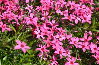 Phlox subulé Phlox subulata 'Atropurpurea' 10-15 Pot 2 l (C2) Phlox subulata 'Atropurpurea'