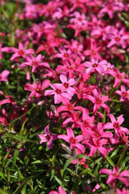 Phlox subulé Phlox subulata 'Atropurpurea' 5-10 Pot 9x9 cm (P9)