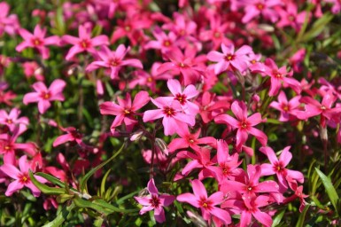 Phlox subulé Phlox subulata 'Atropurpurea' 5-10 Pot 9x9 cm (P9)