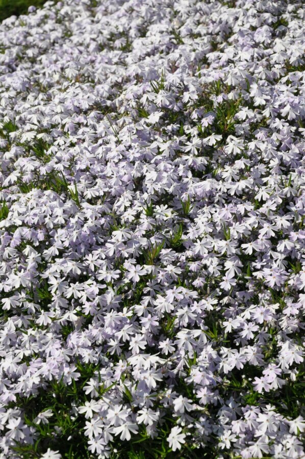 Phlox subulé Phlox subulata 'Emerald Cushion Blue' 15-20 Pot 2 l (C2) Phlox subulata 'Emerald Cushion Blue'
