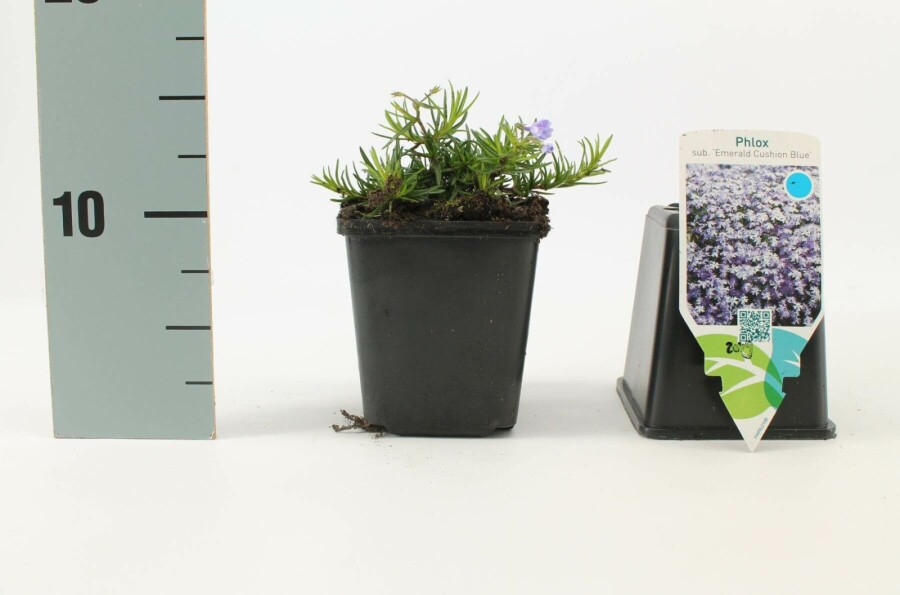 Phlox subulé Phlox subulata 'Emerald Cushion Blue' 5-10 Pot 9x9 cm (P9) Phlox subulata 'Emerald Cushion Blue'