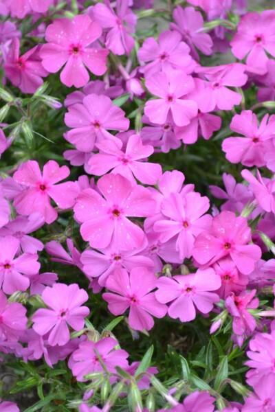 Phlox subulé Phlox subulata 'Mac Daniel's Cushion' 5-10 Pot 9x9 cm (P9) Phlox subulata 'Mac Daniel's Cushion'