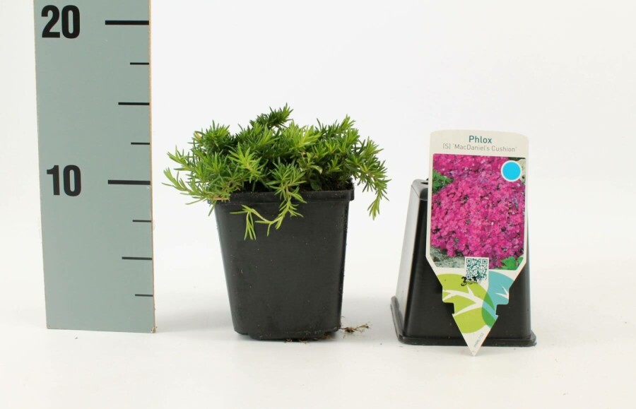 Phlox subulé Phlox subulata 'Mac Daniel's Cushion' 5-10 Pot 9x9 cm (P9) Phlox subulata 'Mac Daniel's Cushion'