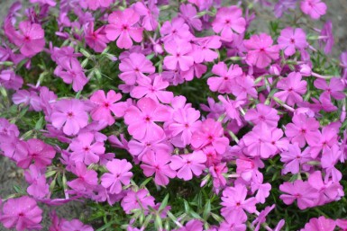 Phlox subulé Phlox subulata 'Mac Daniel's Cushion' 5-10 Pot 9x9 cm (P9) Phlox subulata 'Mac Daniel's Cushion'