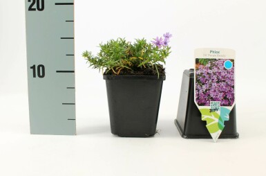 Phlox subulé Phlox subulata 'Purple Beauty' 5-10 Pot 9x9 cm (P9)