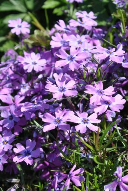 Phlox subulé Phlox subulata 'Purple Beauty' 5-10 Pot 9x9 cm (P9) Phlox subulata 'Purple Beauty'