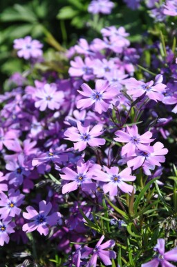 Phlox subulé Phlox subulata 'Purple Beauty' 5-10 Pot 9x9 cm (P9) Phlox subulata 'Purple Beauty'