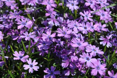 Phlox subulé Phlox subulata 'Purple Beauty' 5-10 Pot 9x9 cm (P9) Phlox subulata 'Purple Beauty'
