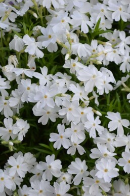 Phlox subulé Phlox subulata 'White Delight' 5-10 Pot 9x9 cm (P9)