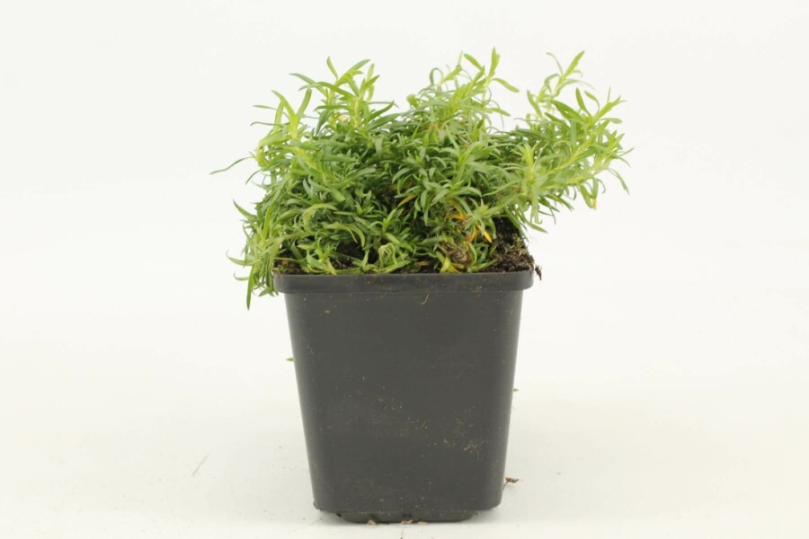 Phlox subulé Phlox subulata 'White Delight' 5-10 Pot 9x9 cm (P9) Phlox subulata 'White Delight'