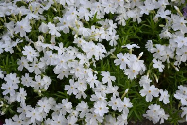 Phlox subulé Phlox subulata 'White Delight' 5-10 Pot 9x9 cm (P9) Phlox subulata 'White Delight'