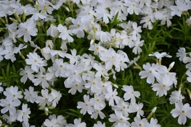 Phlox subulé Phlox subulata 'White Delight' 5-10 Pot 9x9 cm (P9)