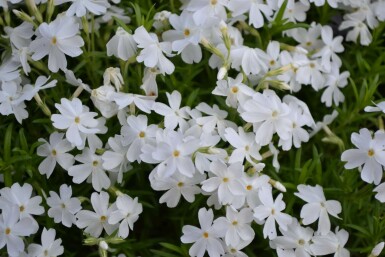 Phlox subulé Phlox subulata 'White Delight' 5-10 Pot 9x9 cm (P9) Phlox subulata 'White Delight'