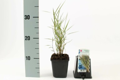 Phragmite austral Phragmites australis 5-10 Pot 9x9 cm (P9)