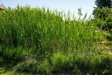 Phragmite austral Phragmites australis 5-10 Pot 9x9 cm (P9)