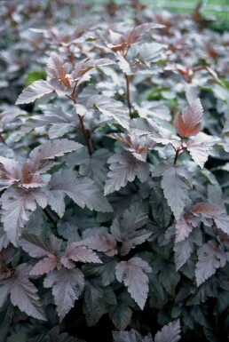 Physocarpe à feuilles d'obier Physocarpus opulifolius 'Diabolo' Arbuste 30-40 Pot 3 l (C3)
