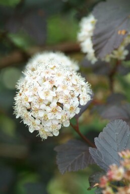 Physocarpe à feuilles d'obier Physocarpus opulifolius 'Diabolo' Arbuste 30-40 Pot 3 l (C3)