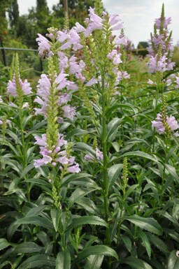 Physostégie de Virginie Physostegia virginiana 'Bouquet Rose' 5-10 Pot 9x9 cm (P9) Physostegia virginiana 'Bouquet Rose'