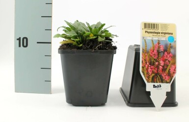 Physostégie de Virginie Physostegia virginiana 'Bouquet Rose' 5-10 Pot 9x9 cm (P9) Physostegia virginiana 'Bouquet Rose'