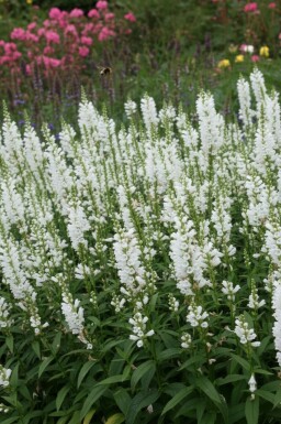 Physostegia virginiana 'Summer Snow'